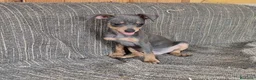 Pinscher Miniatura perros en venta: Cachorros Pinsher Miniatura  - Anuncio 9