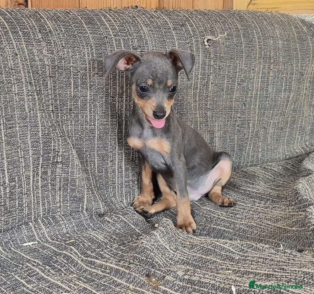 Pinscher Miniatura perros en venta: Cachorros Pinsher Miniatura  - Anuncio 9
