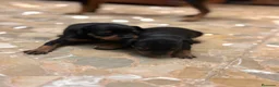 Pinscher Miniatura perros en venta: Pinscher miniatura  en Valencia - Anuncio 1