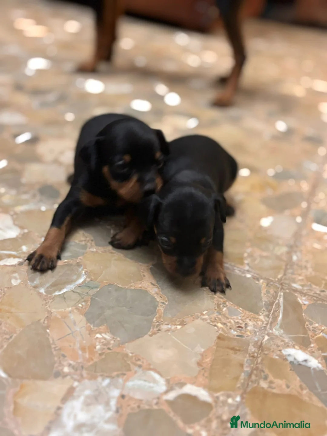 Pinscher Miniatura perros en venta: Pinscher miniatura  en Valencia - Anuncio 1