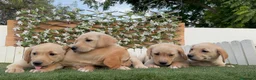 Labrador Retriever perros en venta: LABRADOR RETRIEVER - Anuncio 12