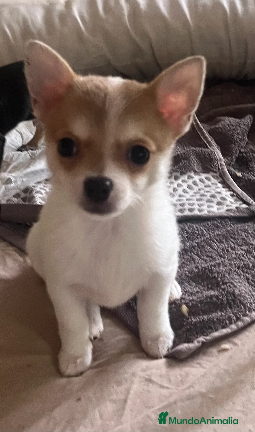 Chihuahua perros en venta: Chihuhua macho  - Anuncio 1