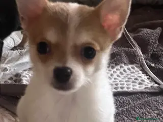 Chihuahua perros Chihuhua macho - Anuncio 1