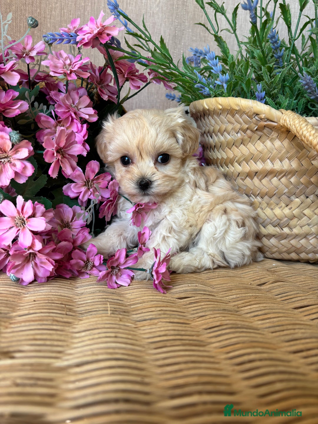 Maltipoo perros en venta: Maltipoo toy hembra (entrega en diciembre) - Imagen 10