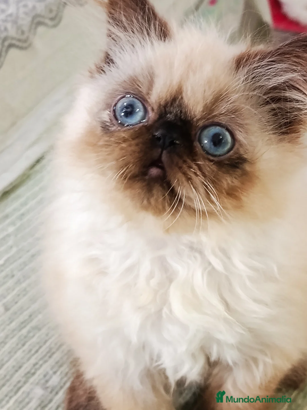 Himalayo gatos en venta: HEMBRITA PERSA HIMALAYO SEAL POINT - Anuncio 2