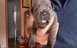 Bulldog Francés perros en venta: Bulldog francés  en León - Imagen 8