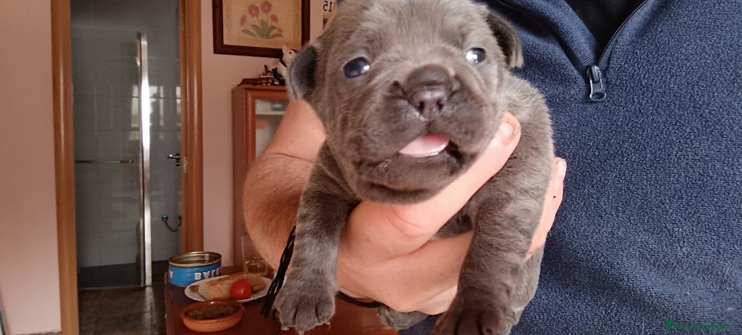 Bulldog Francés perros en venta: Bulldog francés  en León - Imagen 8
