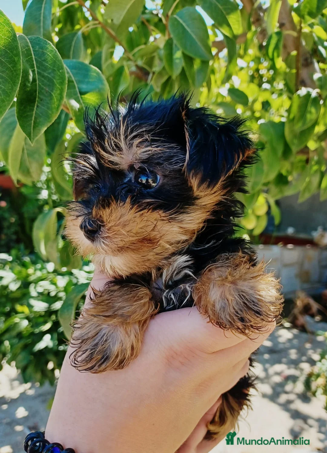 Yorkshire Terrier perros en venta: Yorkshire mini - Anuncio 3