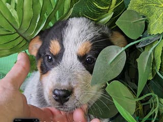 Pastor Australiano perros Excelentes cachorros boyero australiano - Anuncio 2