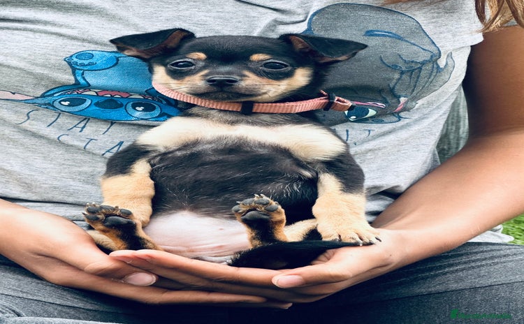 Chihuahua perros - Anuncio 1