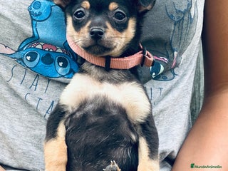 Chihuahua perros - Anuncio 1