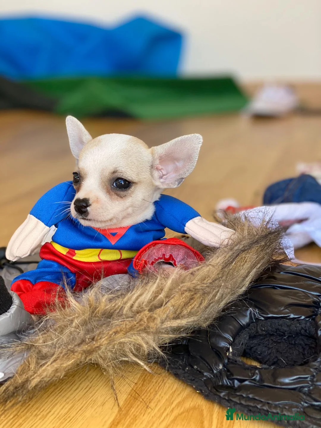 Chihuahua perros en venta: Chihuahua mini , cachorritos  - Anuncio 5