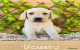 Labrador Retriever perros en venta: Camada de Helena  - Imagen 6