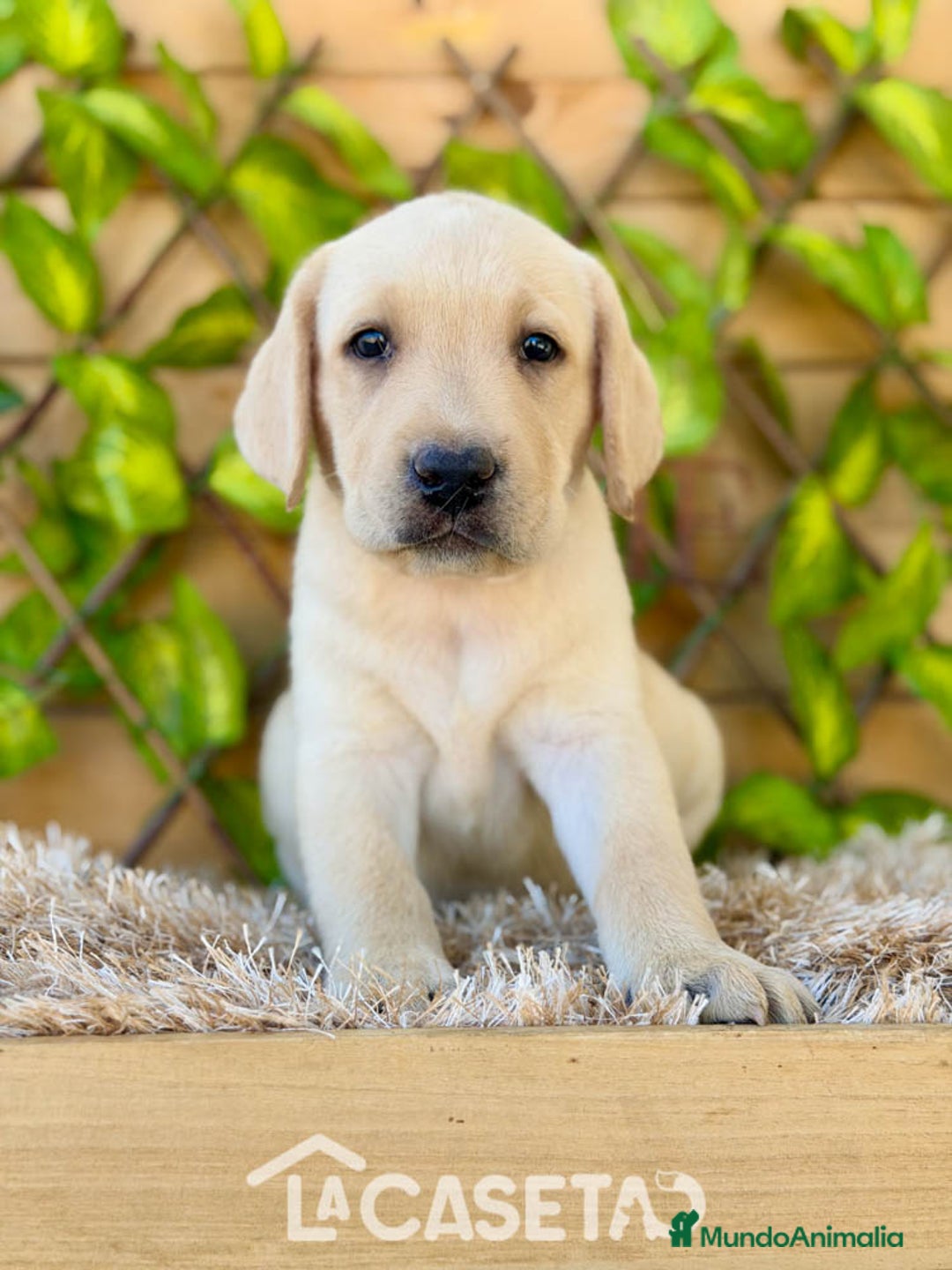Labrador Retriever perros en venta: Camada de Helena  - Imagen 6