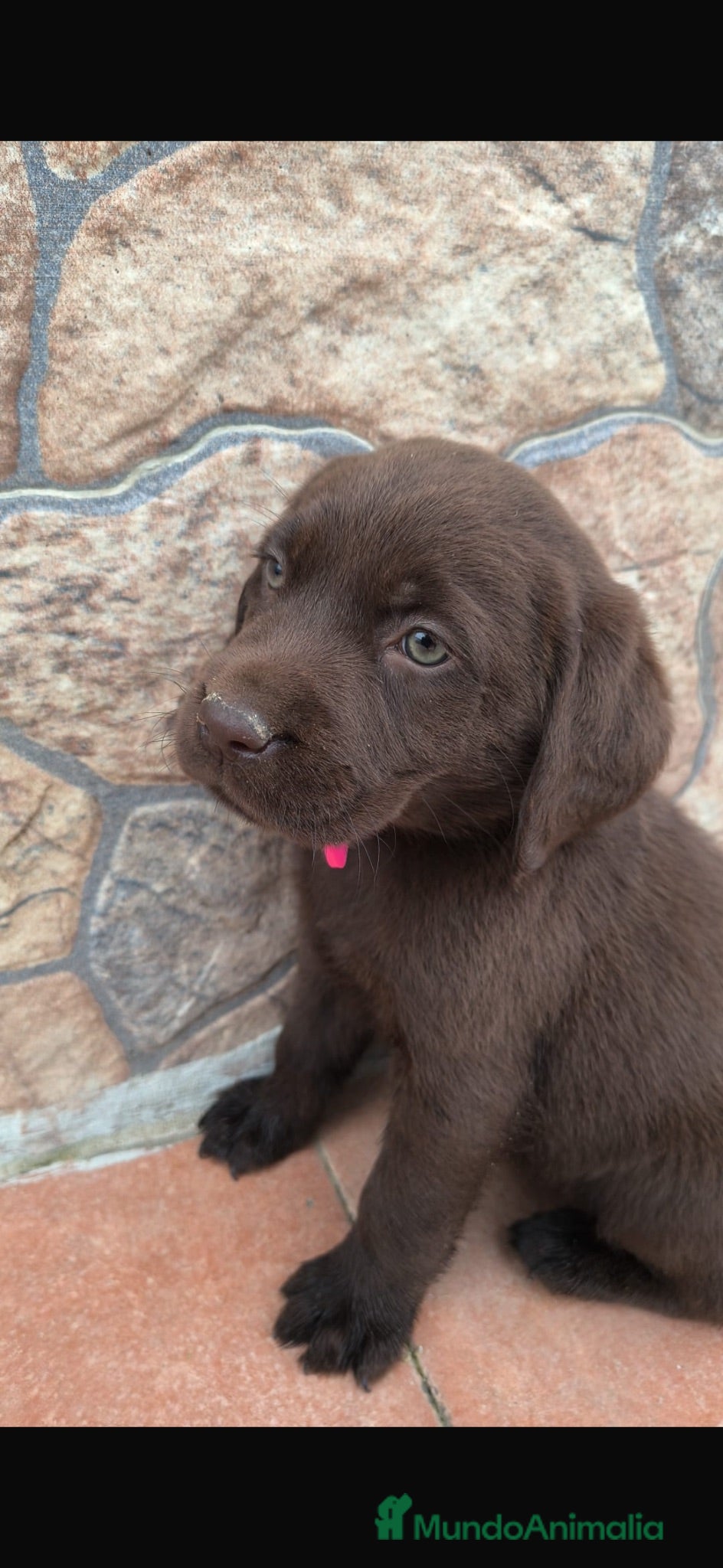 Labrador Retriever perros Labrador retriever chocolate 🐶🐾 - Anuncio 1
