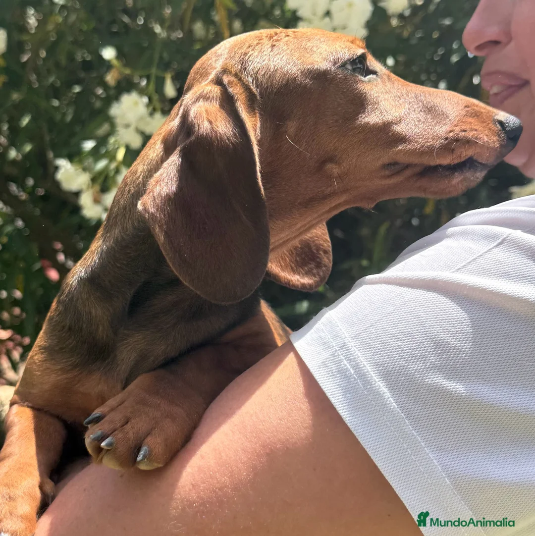 Teckel Miniatura perros en venta: teckel mini valencia garantia vacunas madrid - Anuncio 1
