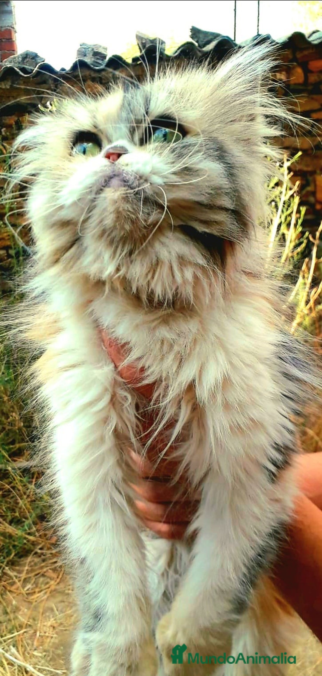 Persa gatos en venta: Gatita persa 2 años para compañia  - Imagen 2