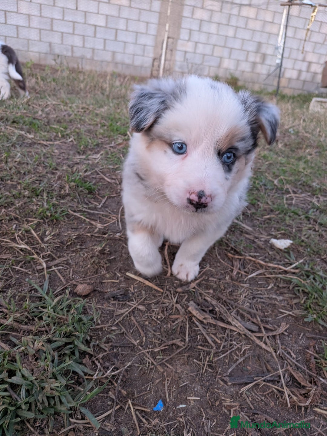 Border Collie perros en venta: Border collie  - Anuncio 2