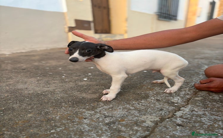 Whippet perros - Propaganda 1