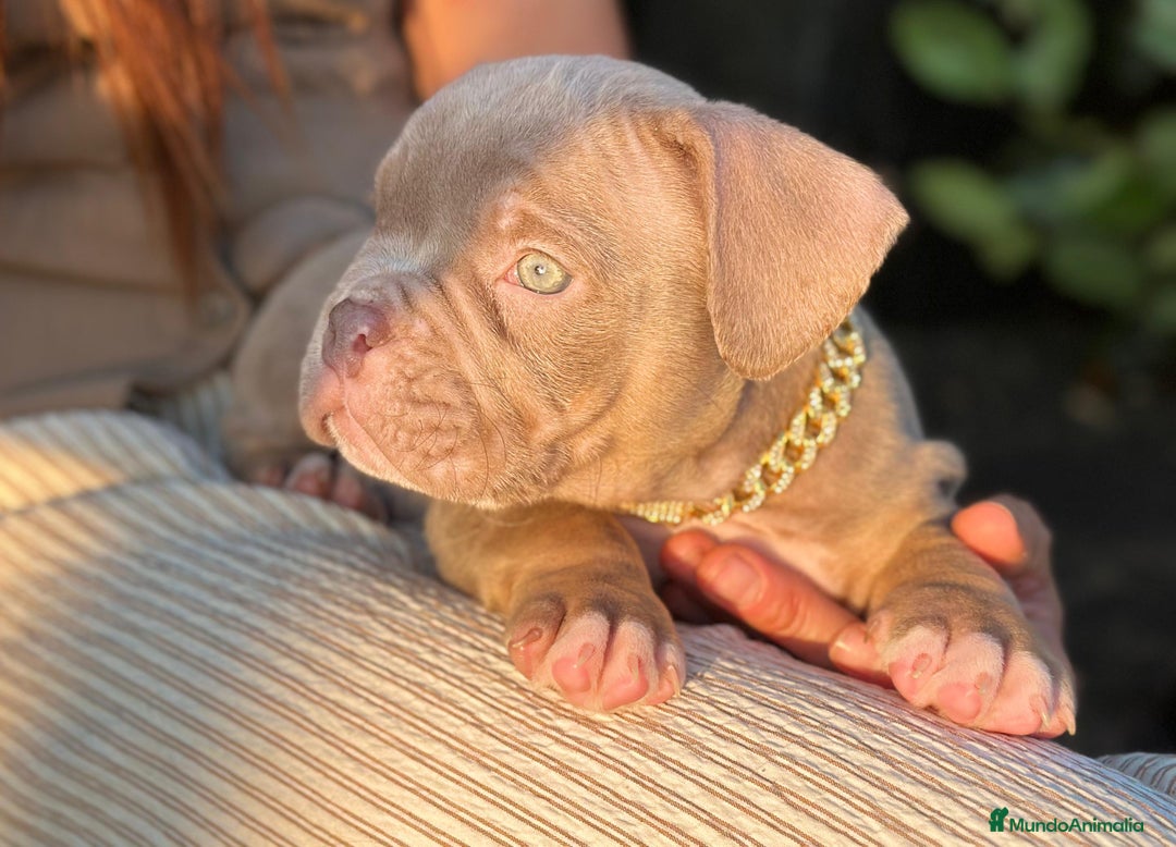 American Bully perros en venta: American bully bebés preciosos - Imagen 2