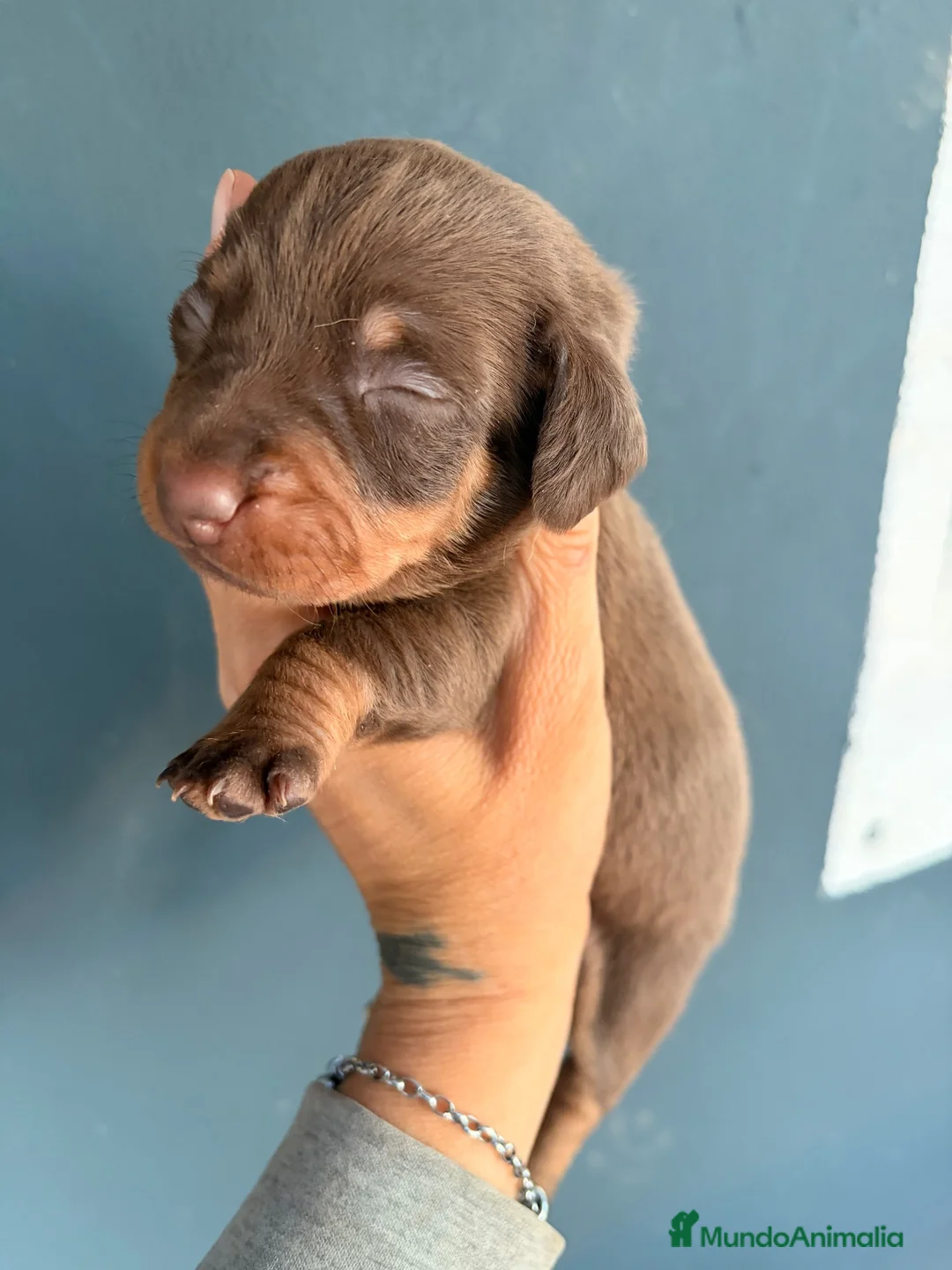 Teckel perros en venta: 🐾 ¡Nueva camada de Teckel disponible! 🐾 - Anuncio 2