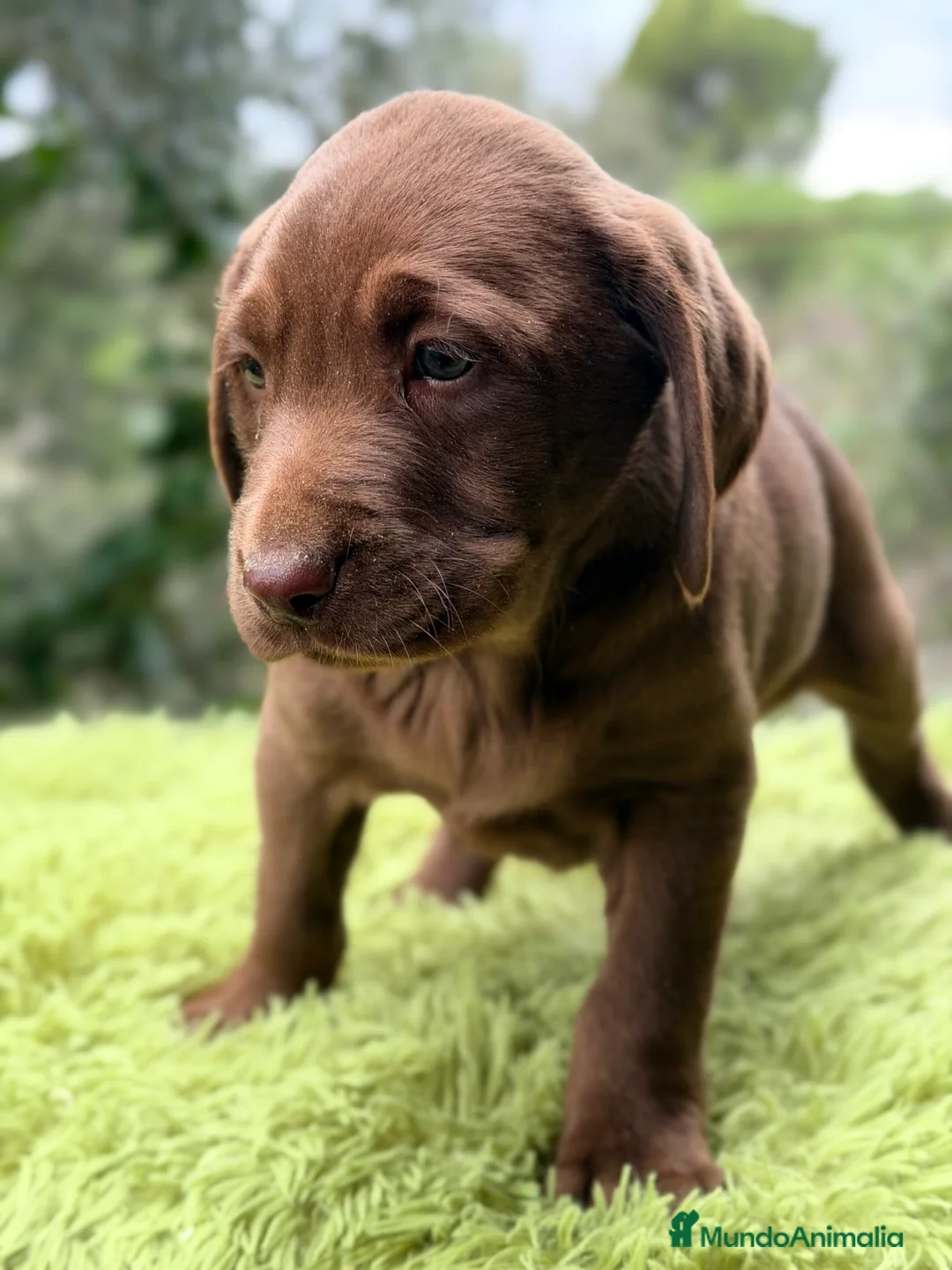 Labrador Retriever perros en venta: Labrador chocolate claro   - Anuncio 2