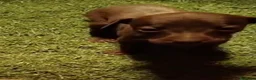 Pequeño Lebrel Italiano perros en venta: 2 Machitos de Galgo enano italiano - Anuncio 2