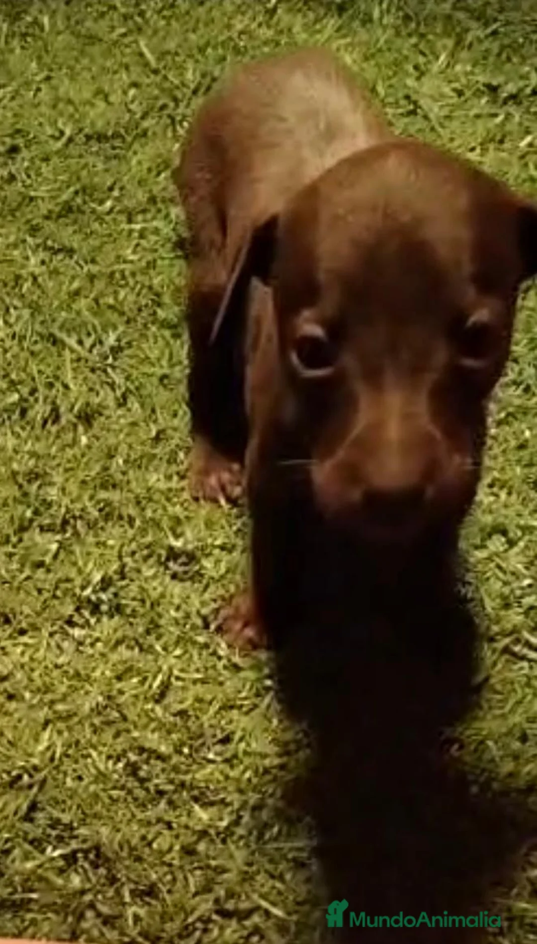 Pequeño Lebrel Italiano perros en venta: 2 Machitos de Galgo enano italiano - Anuncio 2