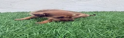 Raza Mixta perros en venta: Pootalian - Anuncio 4