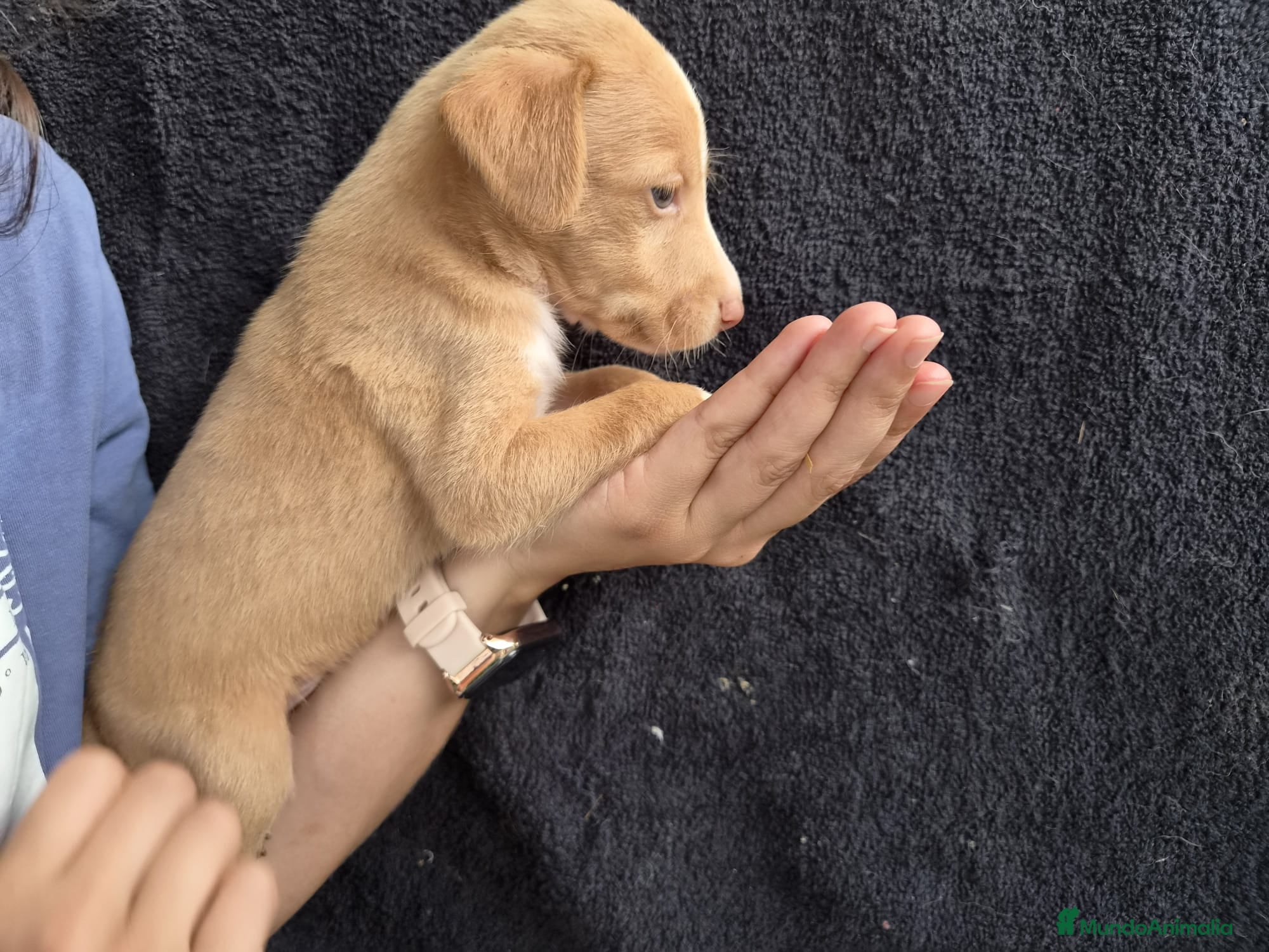 Podenco Andaluz perros Cachorros podenco andaluz puro - Anuncio 1