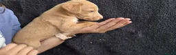 Podenco Andaluz perros en venta: Cachorros podenco andaluz puro - Anuncio 4
