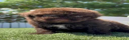 Perro de Agua Español perros en venta: PERRO DE AGUA ESPAÑOL - Anuncio 7
