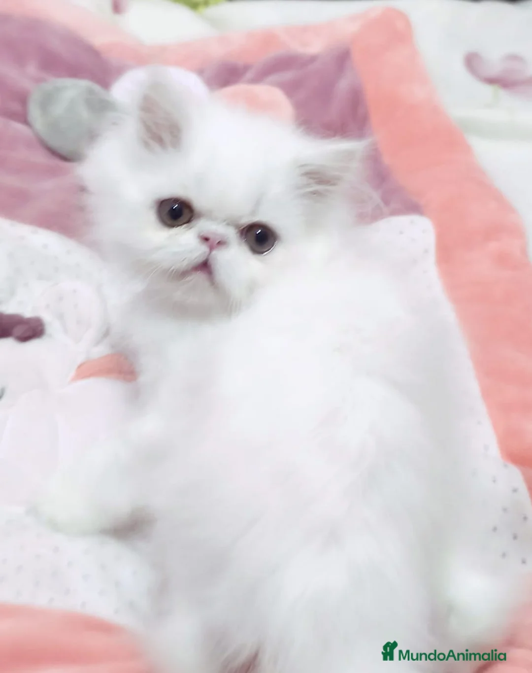 Scottish Fold gatos en venta: British y Scotish  - Anuncio 1