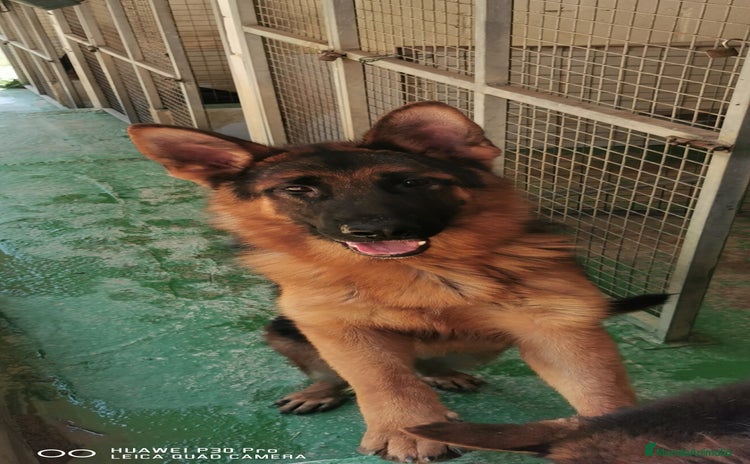 Pastor Alemán perros en Pontevedra - Propaganda 6