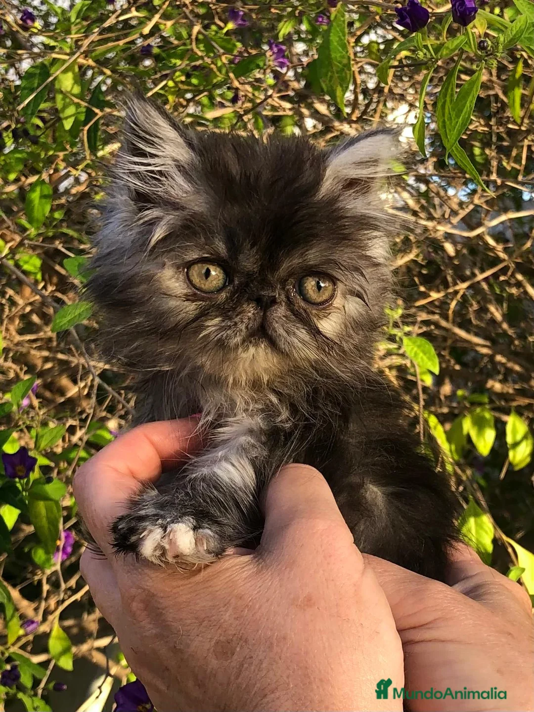 Persa gatos en venta: Gata persa  - Anuncio 2