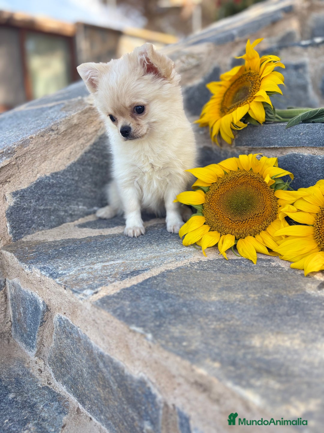 Chihuahua perros en venta: Chihuahua Macho Pelo Largo  - Imagen 3
