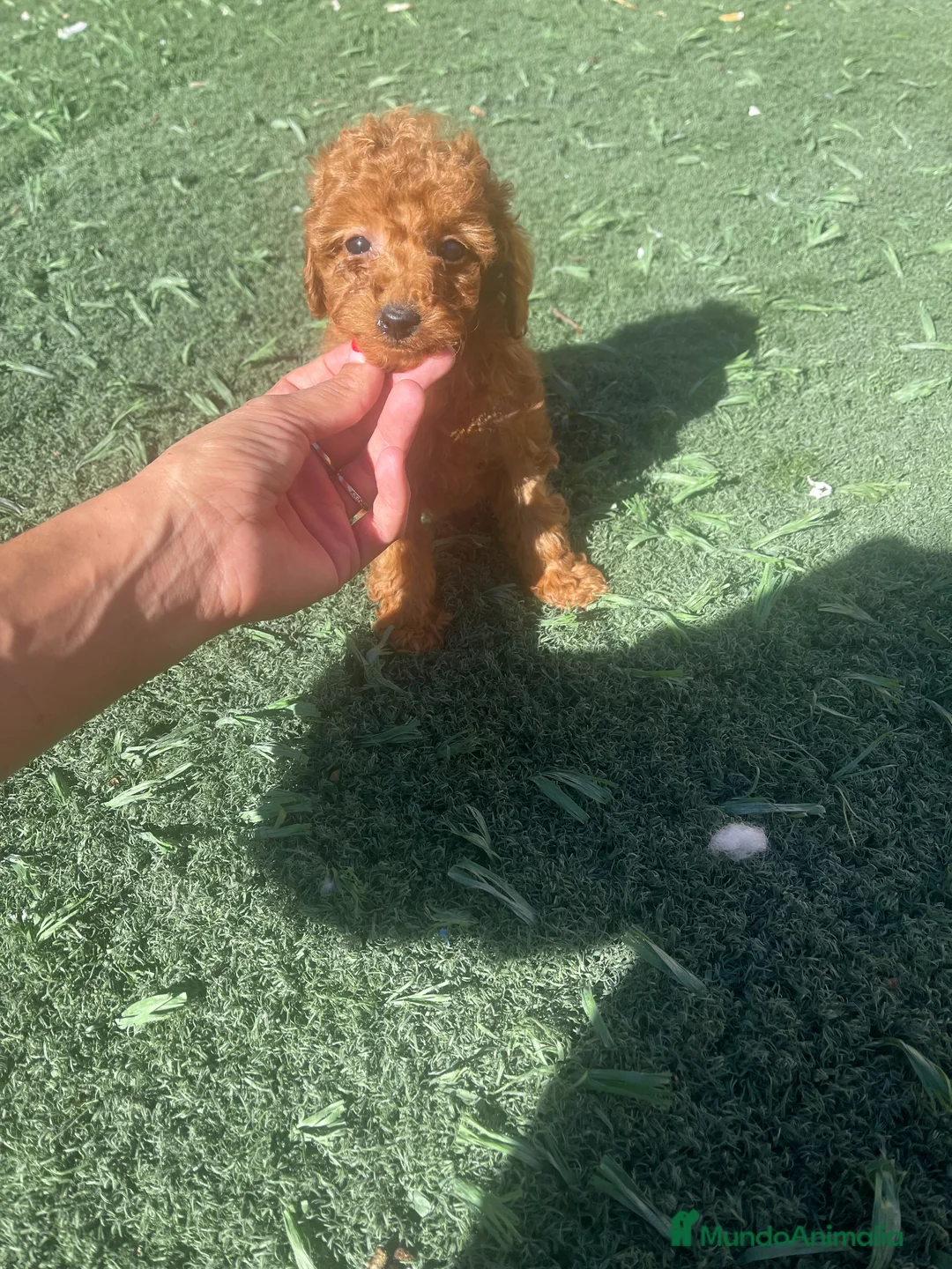 Caniche Toy perros en venta: CANICHE TOY  - Anuncio 2