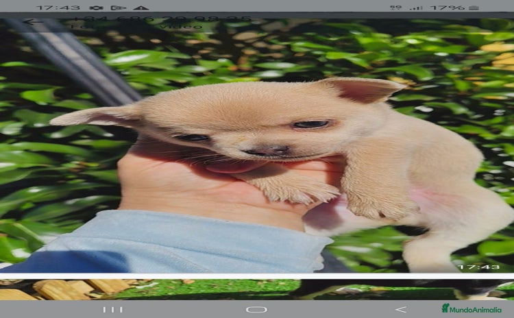 Chihuahua perros Chihuahua Toy hembras - Anuncio 1