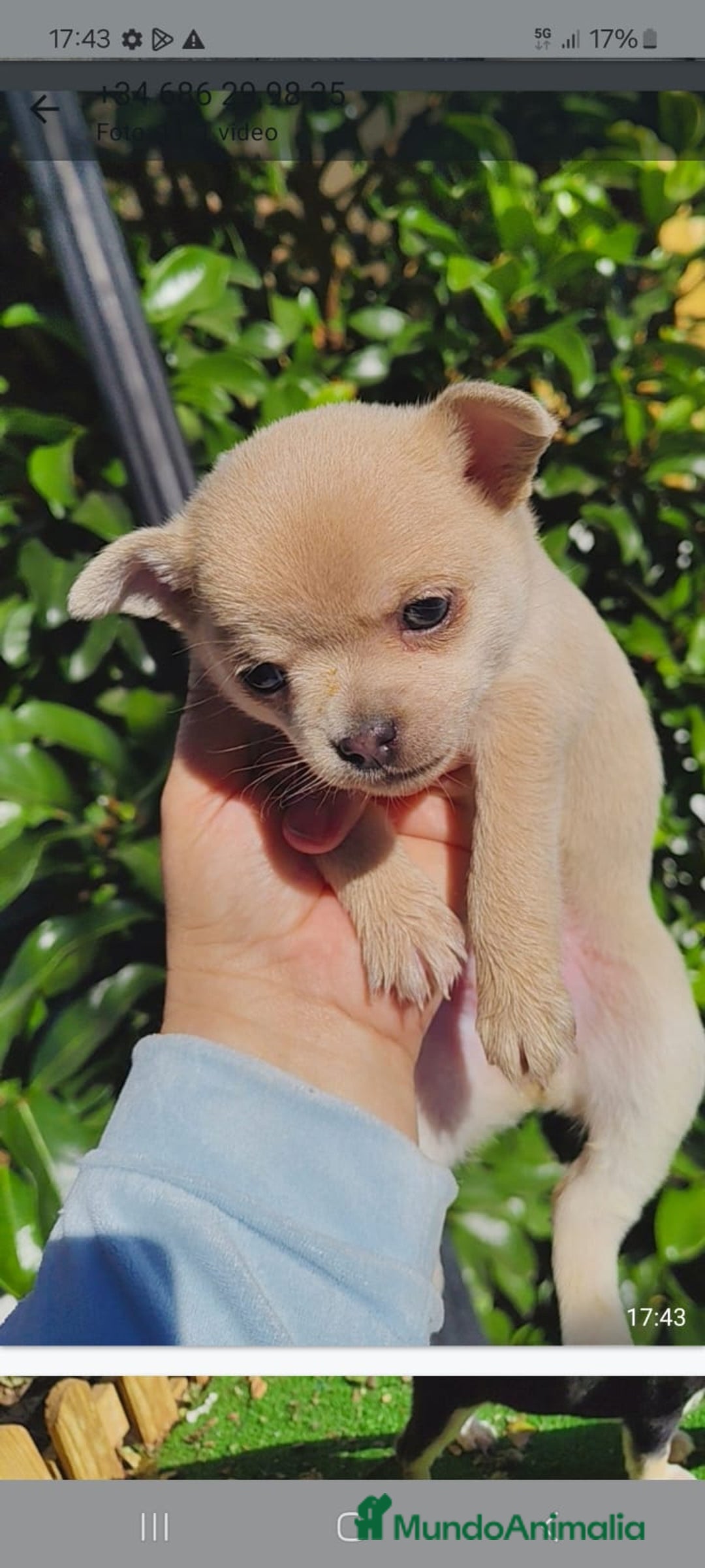 Chihuahua perros en venta: Chihuahua Toy hembras - Anuncio 1