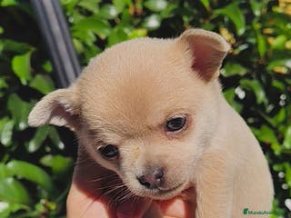 Chihuahua perros Chihuahua Toy hembras - Anuncio 29