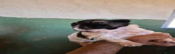 Shih Tzu perros en venta: Shit shu maxima calidad hembra - Anuncio 6