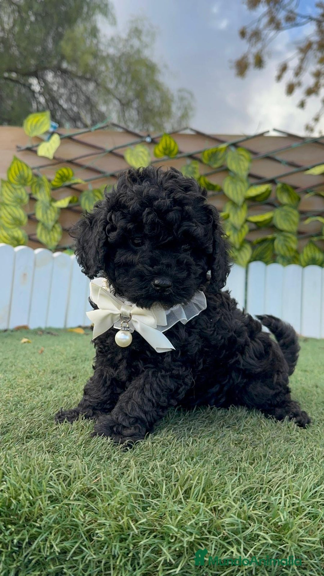 Caniche Toy perros en venta: CANICHE TOY MACHO - Anuncio 16