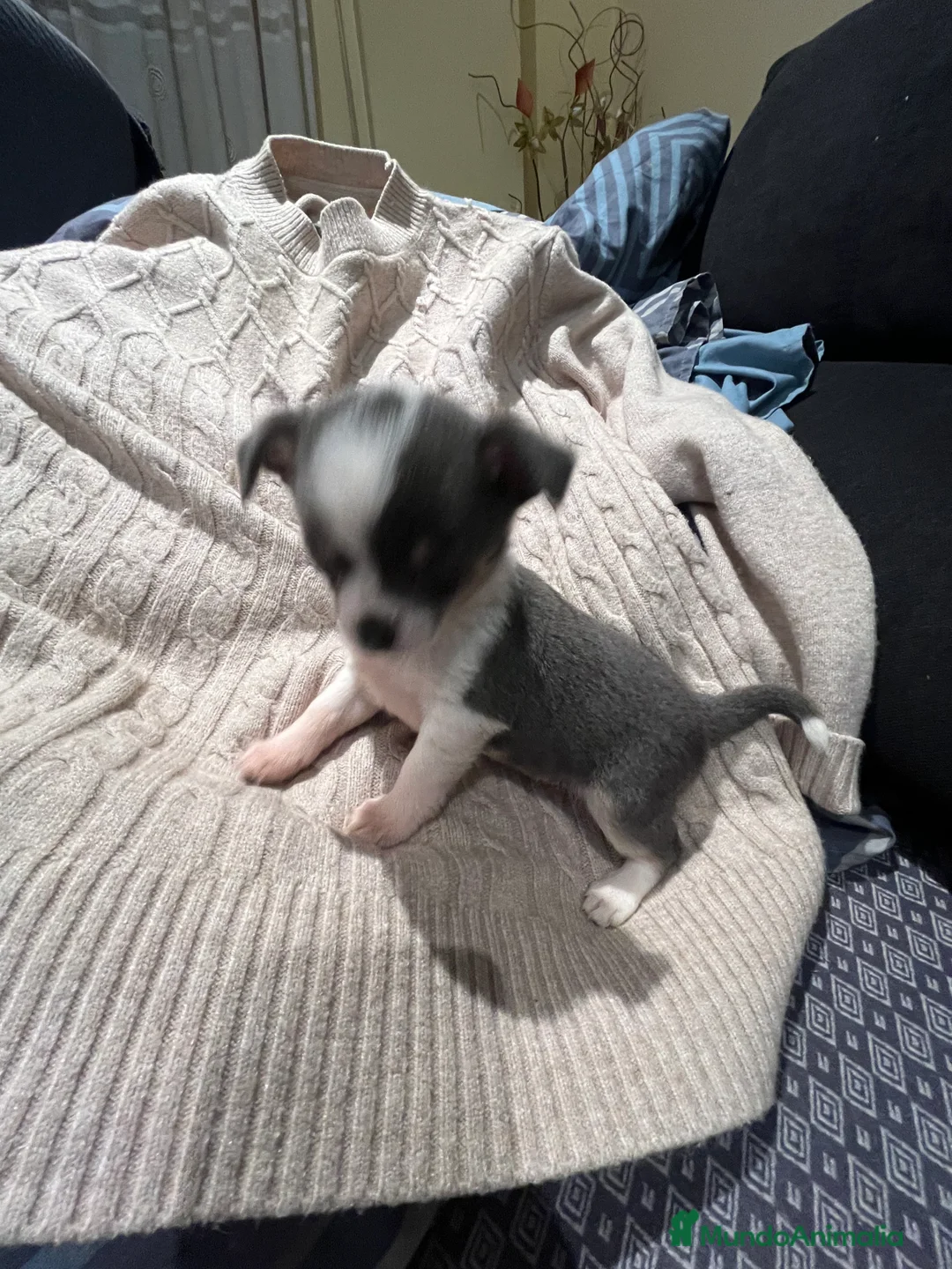 Chihuahua perros en venta: Macho blue - Anuncio 3