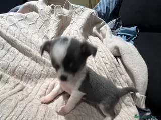 Chihuahua perros Macho blue - Anuncio 7