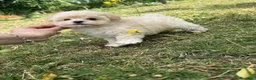 Maltipoo perros en venta: Maltipoo varios cachorros disponibles  - Anuncio 4