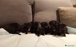 Chihuahua perros en venta: Chihuahuas toy cabeza manzana hembras - Imagen 3
