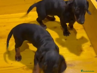 Teckel perros Excelentes cachorros Teckel - Anuncio 4