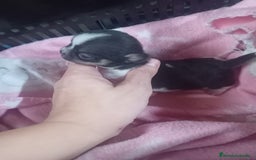 Chihuahua perros en venta: Chihuahua miniatura 🌈 exóticos  - Imagen 3
