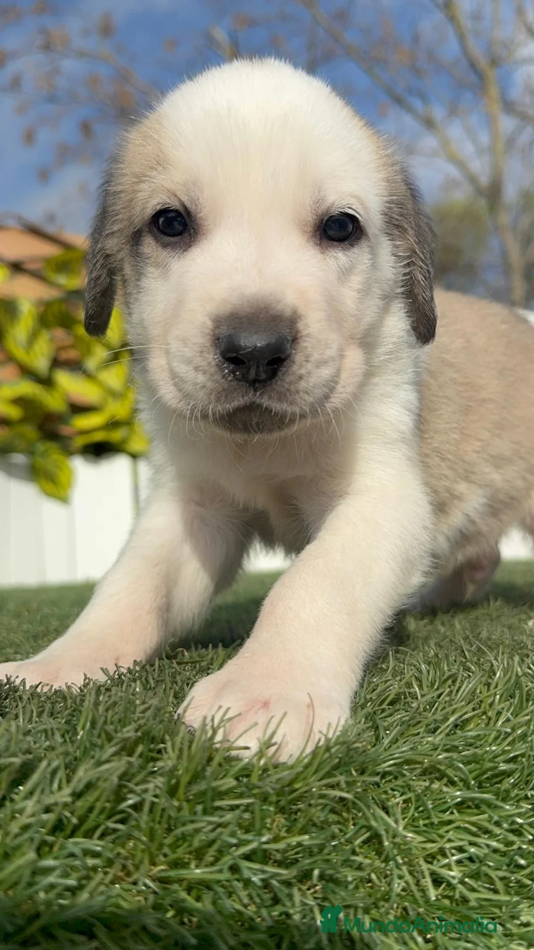 Mastín Español perros en venta: MASTIN ESPAÑOL - Anuncio 11