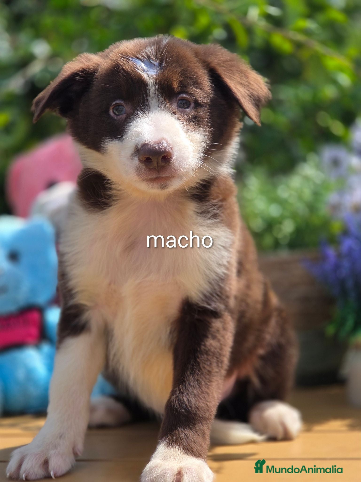 Border Collie perros Border collie chocolate  - Anuncio 1